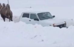 De câte cămile este nevoie pentru a scoate o Lada Niva din zăpadă?