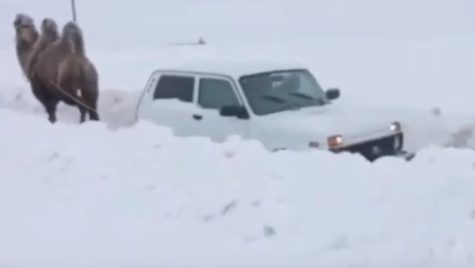 De câte cămile este nevoie pentru a scoate o Lada Niva din zăpadă?